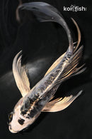5" KIKOKURYU BUTTERFLY