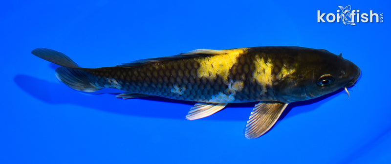 7.25" KIN KI UTSURI