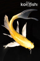 8" YAMABUKI OGON BUTTERFLY