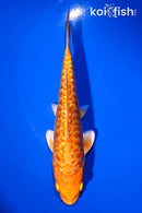 5.75" DOITSU ORENJI OGON