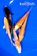 PACK OF (5) 4.25-4.5" STANDARD KOI