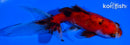 4" CALICO WATONAI GOLDFISH