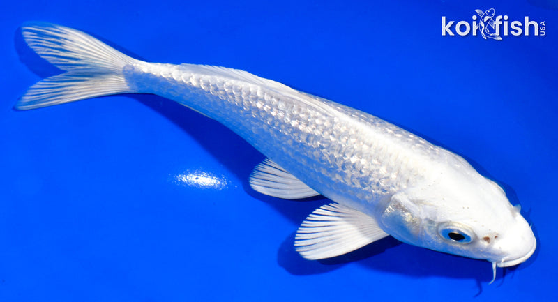 6.5" GINRIN PLATINUM OGON