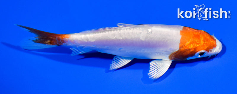 4" KIKUSUI