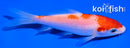 4.5" KOHAKU