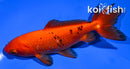 5.5" WAKIN GOLDFISH