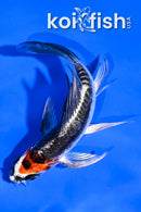 4" BENI KIKOKURYU BUTTERFLY