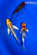 PACK OF (3) 4.5-5" BUTTERFLY KOI