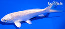 5.75" GINRIN PLATINUM OGON