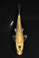 6.75" KUJAKU