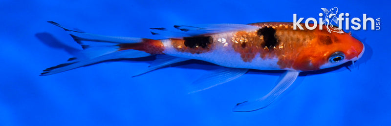 4.5" GINRIN YAMABUKI OGON