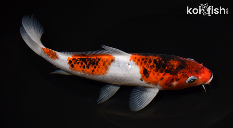 7.75" GOROMO