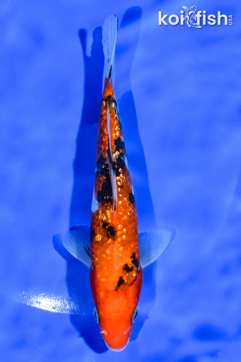 5.5" GINRIN AKA SANKE