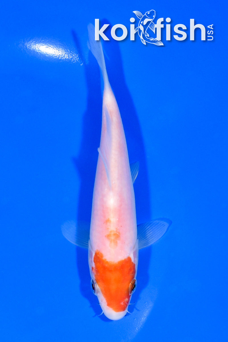 5.5" KOHAKU