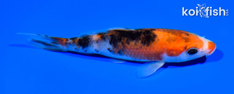 5.25" SANKE