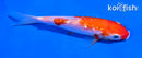 5" GINRIN KOHAKU