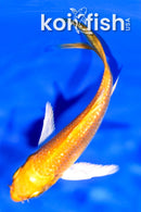 3.75" GINRIN YAMABUKI OGON BUTTERFLY