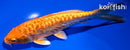5.75" DOITSU ORENJI OGON