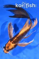 9.25" ARAGOKE ORENJI MATSUBA BUTTERFLY