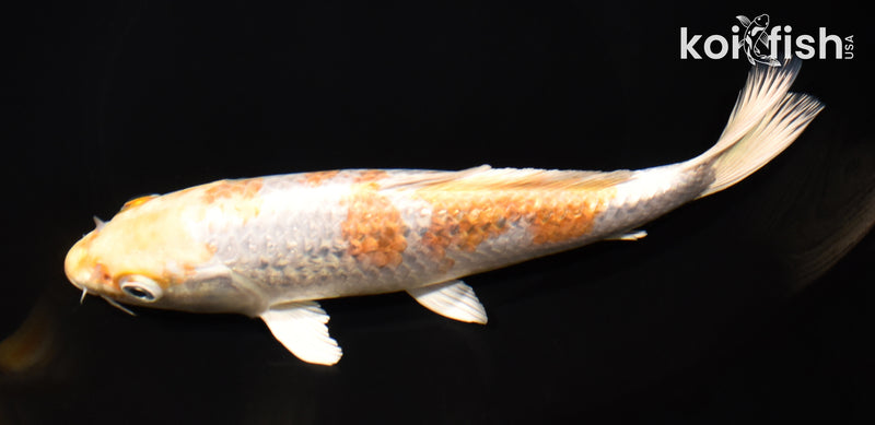 8.25" GINRIN HARIWAKE
