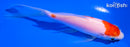 5" KOHAKU BUTTERFLY