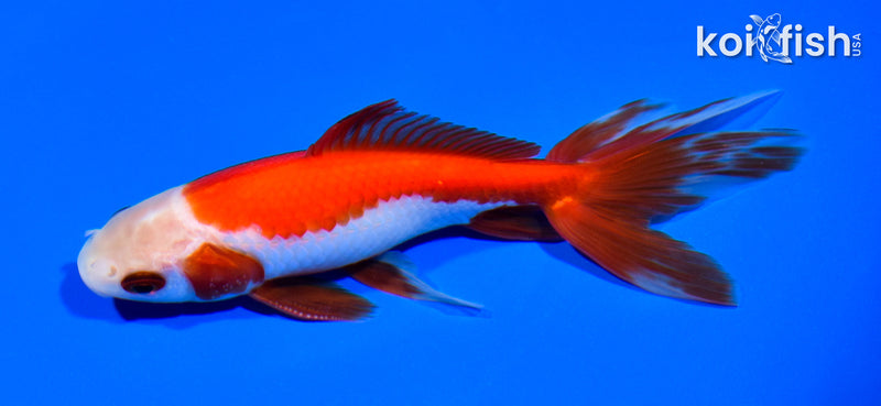 5.5" SARASA WAKIN GOLDFISH
