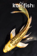 6" ARAGOKE KIN KIKOKURYU BUTTERFLY