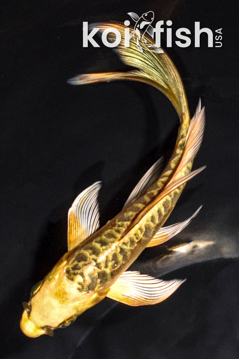 6" ARAGOKE KIN KIKOKURYU BUTTERFLY