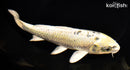 7.75" KUJAKU
