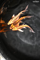 PACK OF (3) 4.5-5" BUTTERFLY KOI
