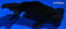 4.5" TELESCOPE FANTAIL GOLDFISH