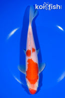 8" KOHAKU
