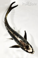 8" ARAGOKE KIKOKURYU BUTTERFLY