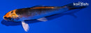 4.5" KUJAKU