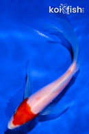 5.5" HOODED KOHAKU BUTTERFLY