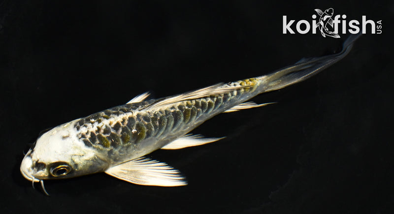 5" ARAGOKE KUJAKU BUTTERFLY