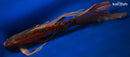22.5" HI SHUSUI BUTTERFLY
