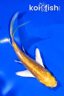 4" GINRIN YAMABUKI OGON BUTTERFLY