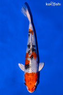 6" YAMATO NISHIKI