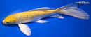 9.5" GINRIN YAMABUKI OGON BUTTERFLY