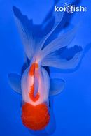 5" MARUTEN ORANDA GOLDFISH