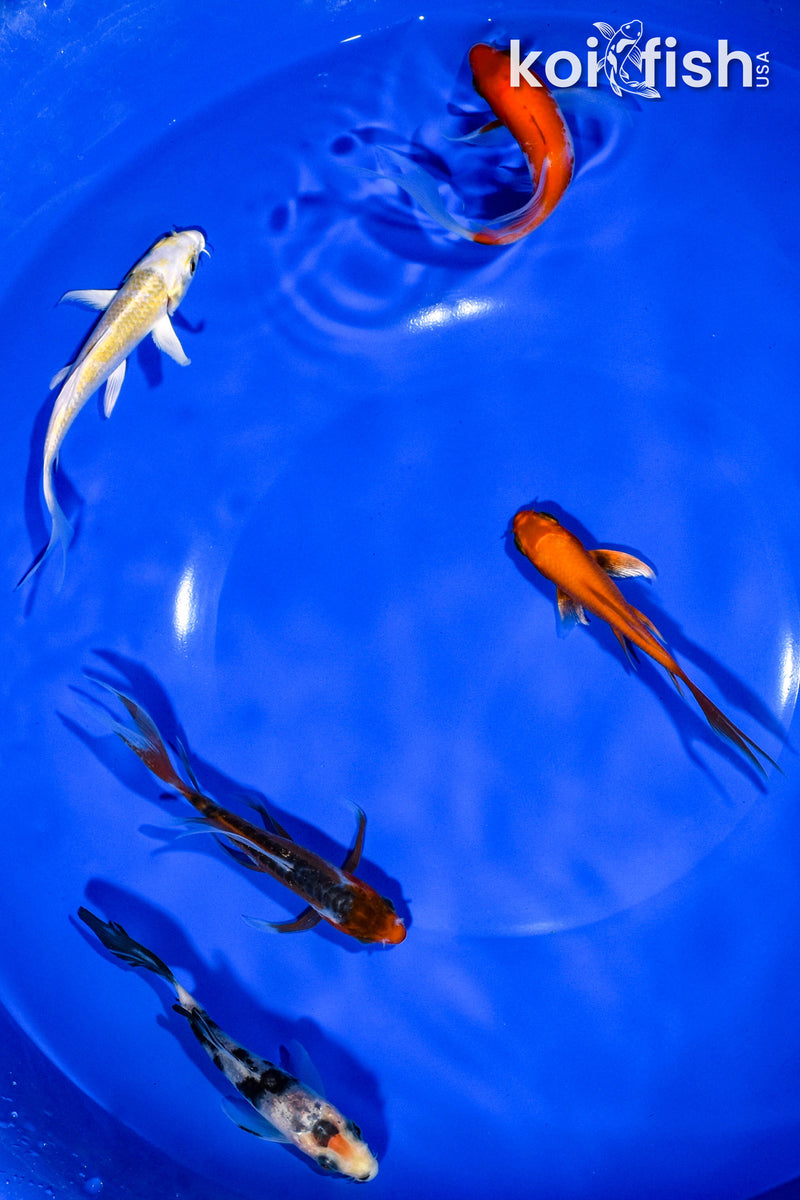 PACK OF (5) 3-4" BUTTERFLY KOI