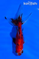 4" CALICO WATONAI GOLDFISH