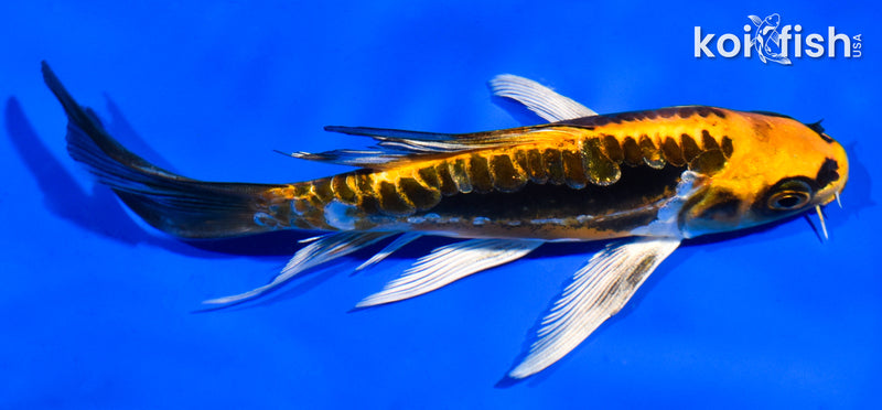 5.5" KIN KIKOKURYU BUTTERFLY