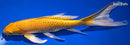 9.5" YAMABUKI OGON BUTTERFLY