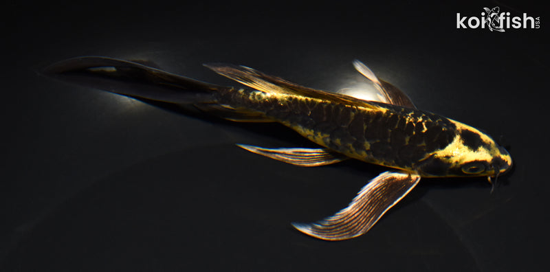 7" ARAGOKE KIN KIKOKURYU BUTTERFLY