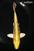 6.75" KIN KIKOKURYU