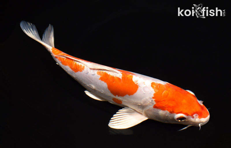 8.75" KIKUSUI