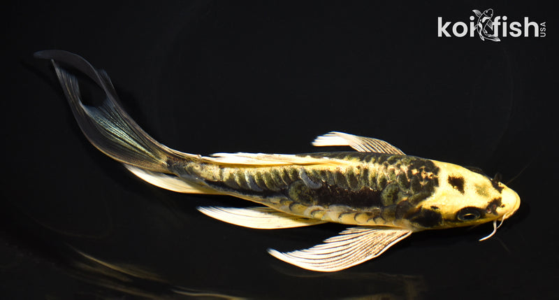 8.5" ARAGOKE KIN KIKOKURYU BUTTERFLY