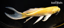 8" YAMABUKI OGON BUTTERFLY